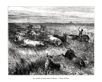 Husdyr, Los Llanos, Venezuela, 1800-tallet av Edouard Riou