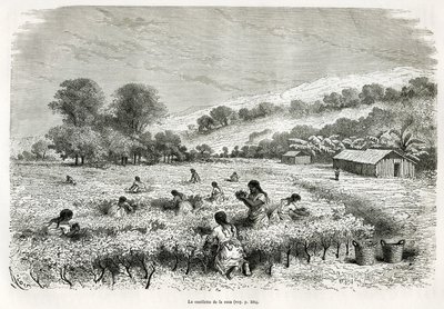 Å plukke kokabladene i Ituata-dalen, tegning av E.Riou, for å illustrere reisen i Titicaca-regionen og dalene øst i Nedre Peru, i 1873 av Paul Marcoy. Gravering i Le tour du monde av Edouard Riou