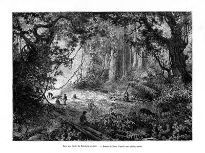 Regnskog i Britisk Honduras, 1800-tallet av Edouard Riou