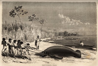 Fangst av sjøkuer, i Mabuiso (Peru). Tegning av Riou, for å illustrere seilasen fra Stillehavet til Atlanterhavet av Edouard Riou
