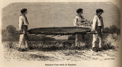 Transport av et blad og en blomst av nymphea fra Lake Nuna (perou), prøvereserve ved P.Marcoy herbarium. Tegning av Riou, for å illustrere seilasen fra Stillehavet til Atlanterhavet av Edouard Riou