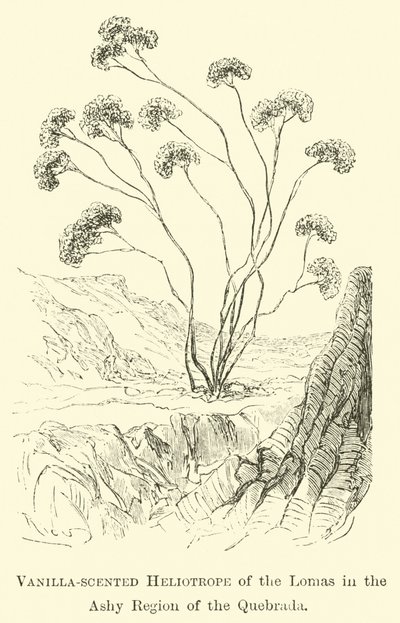 Vaniljeduftende Heliotrope of the Lomas i Ashy-regionen i Quebrada av Edouard Riou