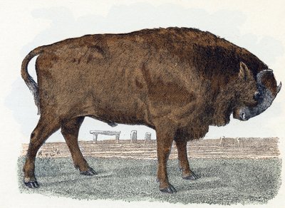 Aurochs (urauch eller auroch) - "Alfabet illustrerer dyr" 1800-tallet (gravering) av Edouard Travies