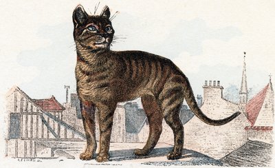Katt fra 