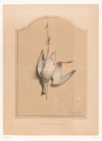 Død rødben som henger fra et ben Le chevalier aux pieds rouge (tittel på objekt) Museum of the Hunter (serietittel) Musée du chasseur (serietittel på objekt) av Edouard Travies