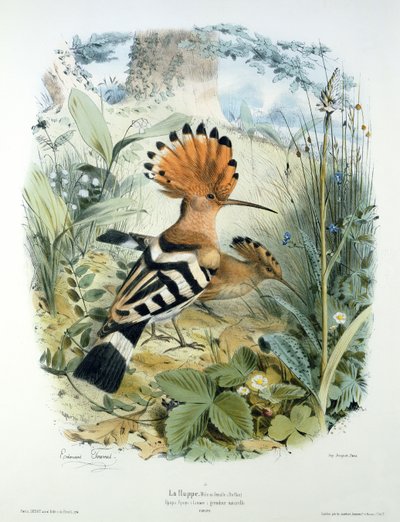 Hoopoe (Upupa Epops) av Edouard Travies