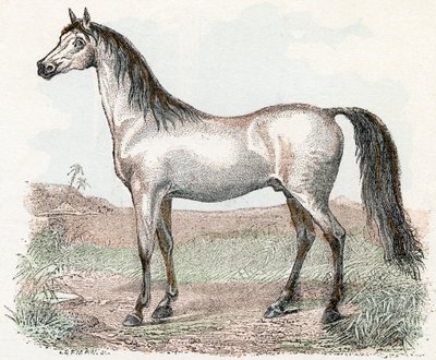 Hest- "Alfabet illustrerer dyr" 1800-tallet (gravering) av Edouard Travies