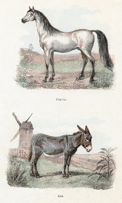 Hest og esel- "Alfabet illustrerer dyr" 1800-tallet (gravering) av Edouard Travies