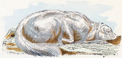 Isatis (polar- eller fjellrev)- "Alfabet illustrerer dyr" 1800-tallet (gravering) av Edouard Travies