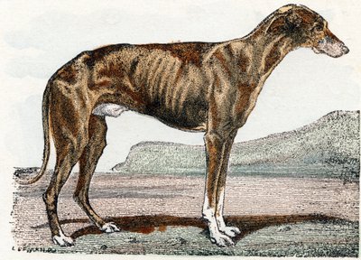 Levrier (hund)- "Alfabet illustrerer dyr" 1800-tallet (gravering) av Edouard Travies