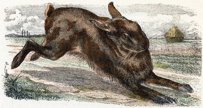 Lievre- "Alfabet illustrerer dyr" 1800-tallet (gravering) av Edouard Travies