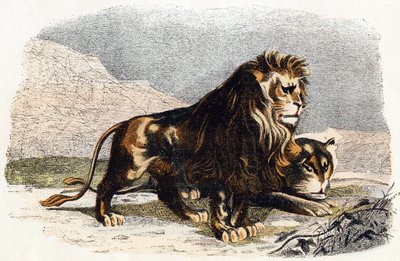 Løve og løvinne- "Alfabet illustrerer dyr" 1800-tallet (gravering) av Edouard Travies