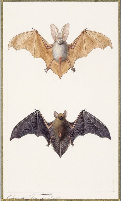 Langøret flaggermus og en vanlig flaggermus, 1834 av Edouard Travies