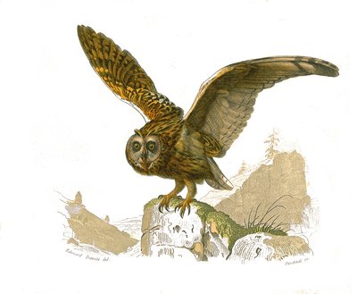 Naturhistorisk styre: Zoologisk tavle som viser rovfugler på dagtid. Uglen. Plate trukket fra de ni bindene om fugler i "" Works complete of Buffon""" skrevet av naturforsker Georges Louis Leclerc, greve av Buffon (1707-1788) mellom 1749 og 1785. I av Edouard Travies