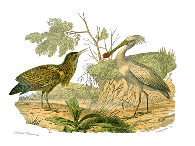 Naturhistorisk styre: Zoologisk tavle som viser vannfugler og cultrirostre (med store, lange og sterke nebb): butor og spatel. Plate hentet fra de ni bindene om fugler i "" Works complete of Buffon""" skrevet av naturforsker Georges Louis av Edouard Travies