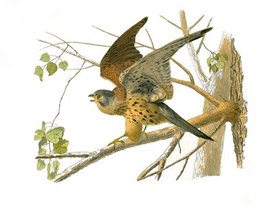 Natural History Board: Zoological board representing birds of prey at night. The cress. Plate drawn from the nine volumes on birds in “” Works complete of Buffon””” written by naturalist Georges Louis Leclerc, Count of Buffon (1707-1788) between 1749 and 1 av Edouard Travies