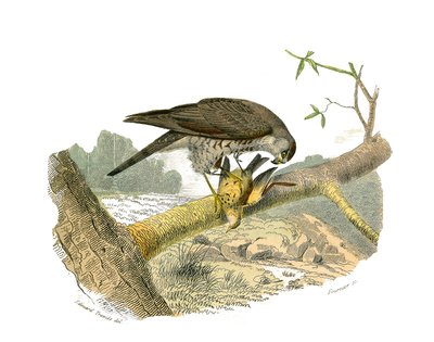 Naturhistorisk styre: Zoologisk styre som representerer rovfugler om natten. Hauken. Plate hentet fra de ni bindene om fugler i "" Works complete of Buffon""" skrevet av naturforsker Georges Louis Leclerc, greve av Buffon (1707-1788) mellom 1749 og 17 av Edouard Travies