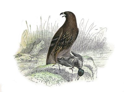 Naturhistorisk styre: Zoologisk styre som representerer rovfugler om natten. Den lille ørnen. Plate hentet fra de ni bindene om fugler i "" Works complete of Buffon""" skrevet av naturforsker Georges Louis Leclerc, greve av Buffon  av Edouard Travies