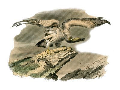 Natural History Board: Zoological board representing birds of prey at night. The percnoptere. Plate drawn from the nine volumes on birds in “” Works complete of Buffon””” written by naturalist Georges Louis Leclerc, Count of Buffon (1707-1788) between 1749 av Edouard Travies