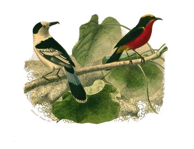 Naturhistorisk styre: Zoologisk styre som representerer rovfugler om natten. Vangaen og gonoleken. Plate hentet fra de ni bindene om fugler i "" Works complete of Buffon""" skrevet av naturforsker Georges Louis Leclerc, greve av Buffon av Edouard Travies