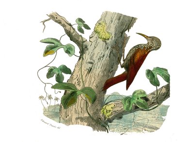 Naturhistorisk styre: Zoologisk styre som representerer klatrere. Klatretoppen. Plate trukket fra de ni bindene om fugler i "" Works complete of Buffon""" skrevet av naturforsker Georges Louis Leclerc, greve av Buffon (1707-1788) m av Edouard Travies