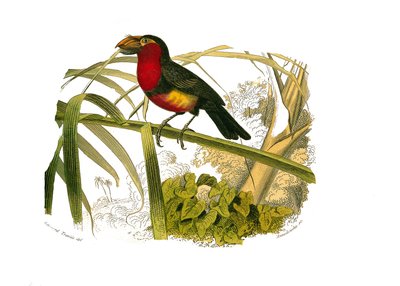 Naturhistorisk styre: Zoologisk styre som representerer klatrere. Barbicanen. Plate hentet fra de ni bindene om fugler i "" Works complete of Buffon""" skrevet av naturforsker Georges Louis Leclerc, greve av Buffon (1707-1788) mellom 1749 og 1785. Illustra av Edouard Travies