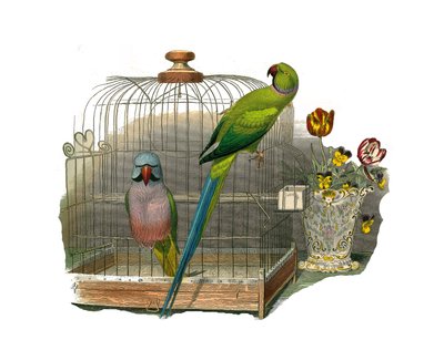 Naturhistorisk styre: Zoologisk styre som representerer klatrere. Parakitten har bart og parakitten har rosa halskjede. Plate trukket fra de ni bindene om fugler i "Works complete of Buffon" skrevet av naturforsker Georges Louis Leclerc, greve av B. av Edouard Travies