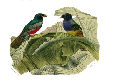 Naturhistorisk styre: Zoologisk styre som representerer klatrere. Den røde magen og den gule magen. Plate hentet fra de ni bindene om fugler i "" Works complete of Buffon""" skrevet av naturforsker Georges Louis Leclerc, greve av Buffon (1707-1788) mellom av Edouard Travies