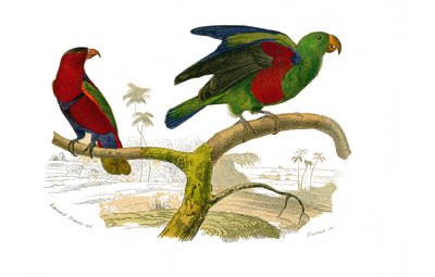 Naturhistorisk styre: Zoologisk styre som representerer klatrere. Tricolor lori og den grønne papegøyen. Plate hentet fra de ni bindene om fugler i "" Works complete of Buffon""" skrevet av naturforsker Georges Louis Leclerc, greve av Buffon (1707-1788) av Edouard Travies