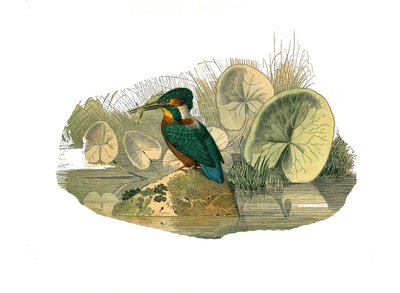 Natural History Board: Zoologisk tavle som representerer syndaktyl-spurvefugler (som har to eller flere brusfingre sammen). Isfuglen. Plate hentet fra de ni bindene om fugler i "" Works complete of Buffon""" skrevet av naturforsker Georges Louis Leclerc, av Edouard Travies