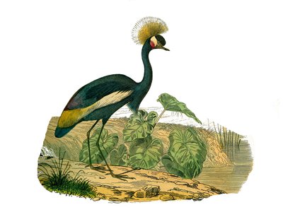 Naturhistorisk styre: Zoologisk styre som representerer vannfugler og kultrirostrøse vadefugler av Edouard Travies