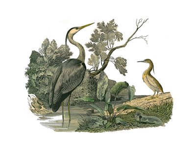 Naturhistorisk styre: Zoologisk tavle som representerer vannfugler og kultrirostrøse vadefugler (med store, lange og sterke nebb): hegre og krabbe. Plate hentet fra de ni bindene om fugler i "" Works complete of Buffon""" skrevet av naturforsker Georges Lo av Edouard Travies