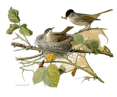 Naturhistorisk plate: Zoologisk tavle som representerer dentirostroous spurvefugler (med ekancre). Svarthodehauken (reir og larve å spise). Plate hentet fra de ni bindene om fugler i "" Works complete of Buffon""" skrevet av naturforsker Georges Lou av Edouard Travies