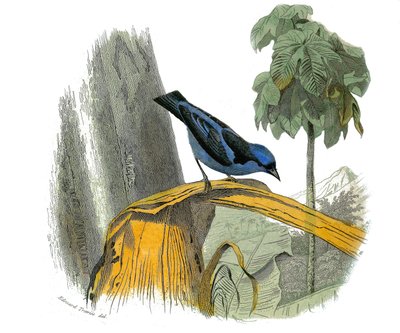 Naturhistorisk plate: Zoologisk tavle som representerer dentirostroous spurvefugler (med ekancre). Den blå pitpit. Plate trukket fra de ni bindene om fugler i "" Works complete of Buffon""" skrevet av naturforsker Georges Louis Leclerc, greve av Buffon (17 av Edouard Travies