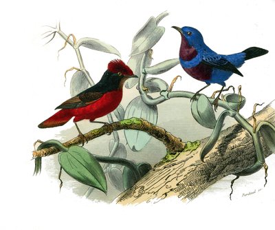 Naturhistorisk plate: Zoologisk tavle som representerer dentirostroous spurvefugler (med ekancre). Ouetten og den blå snoren. Plate hentet fra de ni bindene om fugler i "" Works complete of Buffon""" skrevet av naturforsker Georges Louis Leclerc, greve av av Edouard Travies