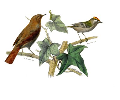 Naturhistorisk plate: Zoologisk tavle som representerer dentirostroous spurvefugler (med ekancre). Nattergalen og kongen. Plate hentet fra de ni bindene om fugler i "" Works complete of Buffon""" skrevet av naturforsker Georges Louis Leclerc, greve av av Edouard Travies