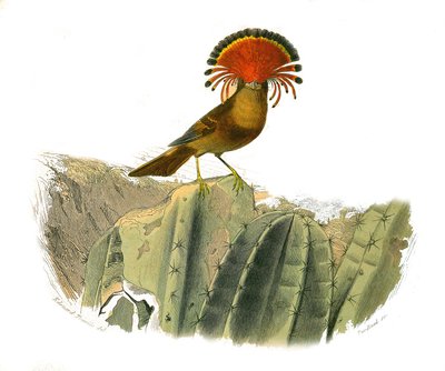 Naturhistorisk plate: Zoologisk tavle som representerer dentirostroous spurvefugler (med ekancre). Kongen av fluer. Plate hentet fra de ni bindene om fugler i "" Works complete of Buffon""" skrevet av naturforsker Georges Louis Leclerc, greve av Buffon (17 av Edouard Travies