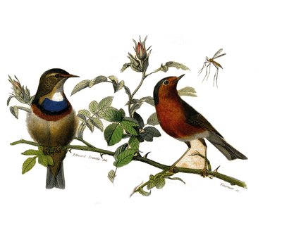 Naturhistorisk plate: Zoologisk tavle som representerer dentirostroous spurvefugler av Edouard Travies