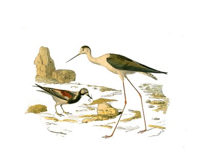 Naturhistorisk plate: Zoologisk tavle som representerer de langstrakte vadefuglene (med en lang og mager nebb): steinsvingen (dreieskiven) og skålden. Plate trukket fra de ni bindene om fugler i "" Works complete of Buffon""" skrevet av naturforsker Geor av Edouard Travies