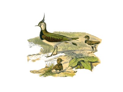 Naturhistorisk plate: Zoologisk tavle som representerer de langstrakte vadefuglene (med lange og magre nebb): lammet og dets unger. Plate hentet fra de ni bindene om fugler i "" Works complete of Buffon""" skrevet av naturforsker Georges Louis Leclerc, Cou av Edouard Travies