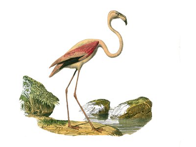 Naturhistorisk plate: Zoologisk tavle som representerer de langstrakte vadefuglene (med en lang og mager nebb): den rosa flamingoen. Plate hentet fra de ni bindene om fugler i "" Works complete of Buffon""" skrevet av naturforsker Georges Louis Leclerc, gr av Edouard Travies