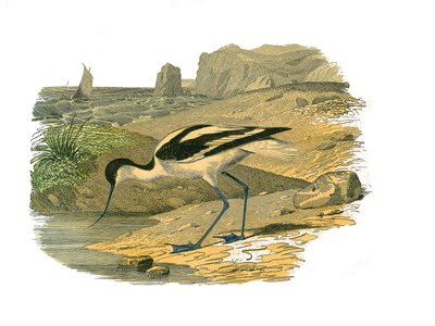 Naturhistorisk plate: Zoologisk bord som representerer de langstrakte vadefuglene av Edouard Travies
