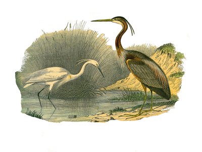 Natural History Plate: Zoologisk tavle som representerer vannfugler og cultrirostruus vadefugler (med store, lange og sterke nebb): eagrette og lilla hegre. Plate tegnet fra de ni bindene om fugler i "" Works complete of Buffon""" skrevet av naturforsker G av Edouard Travies