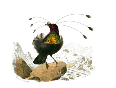 Naturhistorisk tavle: Zoologisk tavle som representerer konirostrus spurvefugl (konisk nebb). Sifileten. Plate trukket fra de ni bindene om fugler i "" Works complete of Buffon""" skrevet av naturforsker Georges Louis Leclerc, greve av Buffon (1707-1788) av Edouard Travies