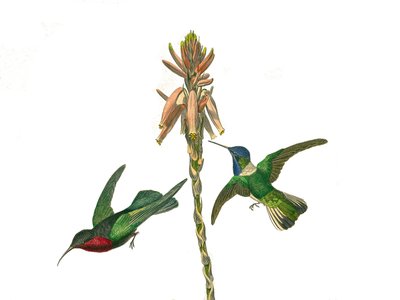 Naturhistorisk tavle: Zoologisk tavle som representerer konirostrus spurvefugl (konisk nebb). Granatkolibri og jakobinsk fluefugl. Plate hentet fra de ni bindene om fugler i "" Works complete of Buffon""" skrevet av naturforsker Georges Louis Leclerc, av Edouard Travies