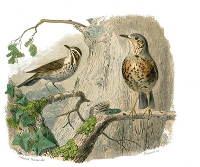 Naturhistorisk tavle: Zoologisk tavle som representerer konirostrus spurvefugl (konisk nebb). Den forbannede og drenerer. Plate hentet fra de ni bindene om fugler i "" Works complete of Buffon""" skrevet av naturforsker Georges Louis Leclerc, greve av Buff av Edouard Travies