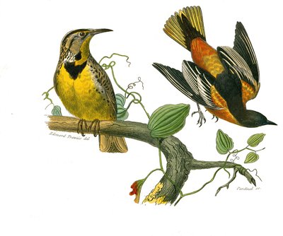Naturhistorisk tavle: Zoologisk tavle som representerer konirostrus spurvefugl (konisk nebb). Stæren fra Louisiana og Baltimore. Plate hentet fra de ni bindene om fugler i "" Works complete of Buffon""" skrevet av naturforsker Georges Louis Lecle av Edouard Travies
