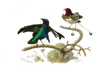 Naturhistorisk tavle: Zoologisk tavle som representerer konirostrus spurvefugl (konisk nebb). Den svarte manukoden og manukoden. Plate hentet fra de ni bindene om fugler i "" Works complete of Buffon""" skrevet av naturforsker Georges Louis Leclerc, Coun av Edouard Travies