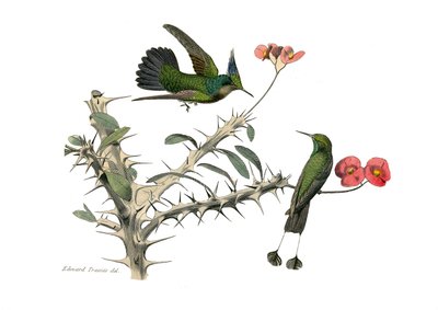 Naturhistorisk tavle: Zoologisk tavle som representerer konirostrus spurvefugl (konisk nebb). Hoopoly-fluefuglen og trugefluefuglen. Plate hentet fra de ni bindene om fugler i "" Works complete of Buffon""" skrevet av naturforsker Georges Louis Le av Edouard Travies