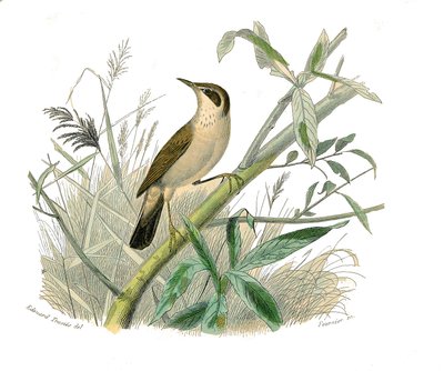 Natural history board: Zoological board representing conirostrous passerines (conical beak). The redhead. Plate drawn from the nine volumes on birds in “” Works complete of Buffon””” written by naturalist Georges Louis Leclerc, Count of Buffon (1707-1788)  av Edouard Travies